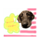 わんちゃんのつぶやき（個別スタンプ：20）