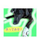 わんちゃんのつぶやき（個別スタンプ：21）