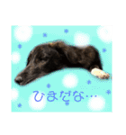 わんちゃんのつぶやき（個別スタンプ：23）