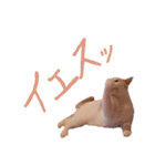 CoCoはいつもココに...（個別スタンプ：4）