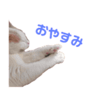 CoCoはいつもココに...（個別スタンプ：13）