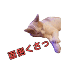 CoCoはいつもココに...（個別スタンプ：16）