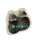 野良っぽい家ネコ（個別スタンプ：2）