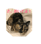 野良っぽい家ネコ（個別スタンプ：5）