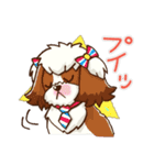 かわいい！シーズー（個別スタンプ：1）