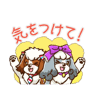 かわいい！シーズー（個別スタンプ：17）