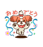 かわいい！シーズー（個別スタンプ：19）