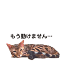 ベンガル猫 エディのスタンプ（個別スタンプ：1）