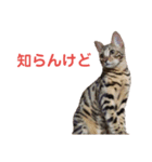 ベンガル猫 エディのスタンプ（個別スタンプ：2）