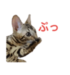 ベンガル猫 エディのスタンプ（個別スタンプ：3）