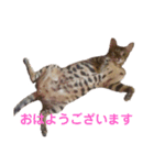 ベンガル猫 エディのスタンプ（個別スタンプ：5）