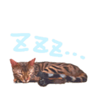 ベンガル猫 エディのスタンプ（個別スタンプ：6）