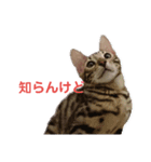 ベンガル猫 エディのスタンプ（個別スタンプ：9）