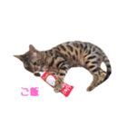 ベンガル猫 エディのスタンプ（個別スタンプ：10）