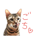 ベンガル猫 エディのスタンプ（個別スタンプ：14）