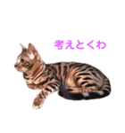 ベンガル猫 エディのスタンプ（個別スタンプ：15）