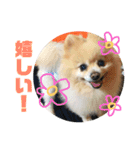 風太スペシャル！（個別スタンプ：4）