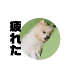 風太スペシャル！（個別スタンプ：6）