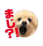 風太スペシャル！（個別スタンプ：8）