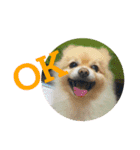 風太スペシャル！（個別スタンプ：10）