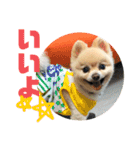 風太スペシャル！（個別スタンプ：14）