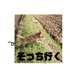 毎日豆虎3（個別スタンプ：16）