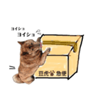 毎日豆虎3（個別スタンプ：17）