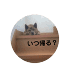 毎日豆虎3（個別スタンプ：18）
