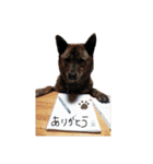 毎日豆虎3（個別スタンプ：21）