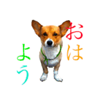 Corgi ラテシ 3（個別スタンプ：1）