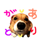 Corgi ラテシ 3（個別スタンプ：8）