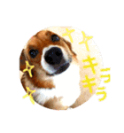 Corgi ラテシ 3（個別スタンプ：9）