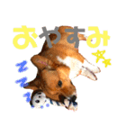 Corgi ラテシ 3（個別スタンプ：10）