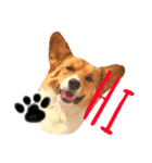 Corgi ラテシ 3（個別スタンプ：13）