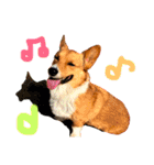 Corgi ラテシ 3（個別スタンプ：17）