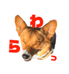 Corgi ラテシ 3（個別スタンプ：22）