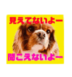 王子とまう(キャバリア)のスタンプ❷（個別スタンプ：2）