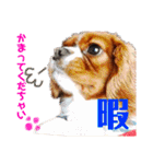 王子とまう(キャバリア)のスタンプ❷（個別スタンプ：6）