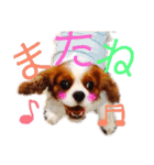 王子とまう(キャバリア)のスタンプ❷（個別スタンプ：10）