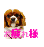 王子とまう(キャバリア)のスタンプ❷（個別スタンプ：12）