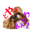 王子とまう(キャバリア)のスタンプ❷（個別スタンプ：13）