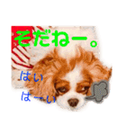 王子とまう(キャバリア)のスタンプ❷（個別スタンプ：14）