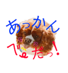 王子とまう(キャバリア)のスタンプ❷（個別スタンプ：17）
