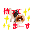 王子とまう(キャバリア)のスタンプ❷（個別スタンプ：18）