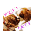 王子とまう(キャバリア)のスタンプ❷（個別スタンプ：20）