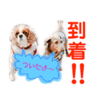 王子とまう(キャバリア)のスタンプ❷（個別スタンプ：21）