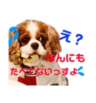 王子とまう(キャバリア)のスタンプ❷（個別スタンプ：24）