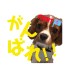 王子とまう(キャバリア)のスタンプ❷（個別スタンプ：25）