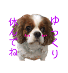 王子とまう(キャバリア)のスタンプ❷（個別スタンプ：32）