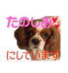 王子とまう(キャバリア)のスタンプ❷（個別スタンプ：35）